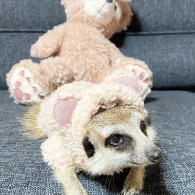 ミーアキャットのMelcyちゃん