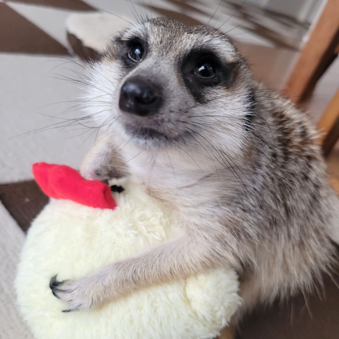 ミーアキャットのりんちゃん